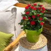 Petite Knock Out® Rose -Plants Store 5545 960x960 1