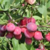Ruby Sweet Plum 2 Ruby Sweet Plum -Plants Store 5641 960x960 1