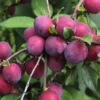 Morris Plum -Plants Store 5763 960x960 1