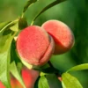 RisingstarĀ® Peach 1 RisingstarĀ® Peach -Plants Store 5817 960x960 1