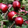 StarkspurĀ® Red Delicious Apple 2 StarkspurĀ® Red Delicious Apple -Plants Store 5837 960x960 1
