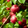 Wilton's® Red Jonaprince Apple -Plants Store 6005 960x960 1
