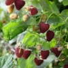 Crimson Night Raspberry -Plants Store 6138 960x960 1