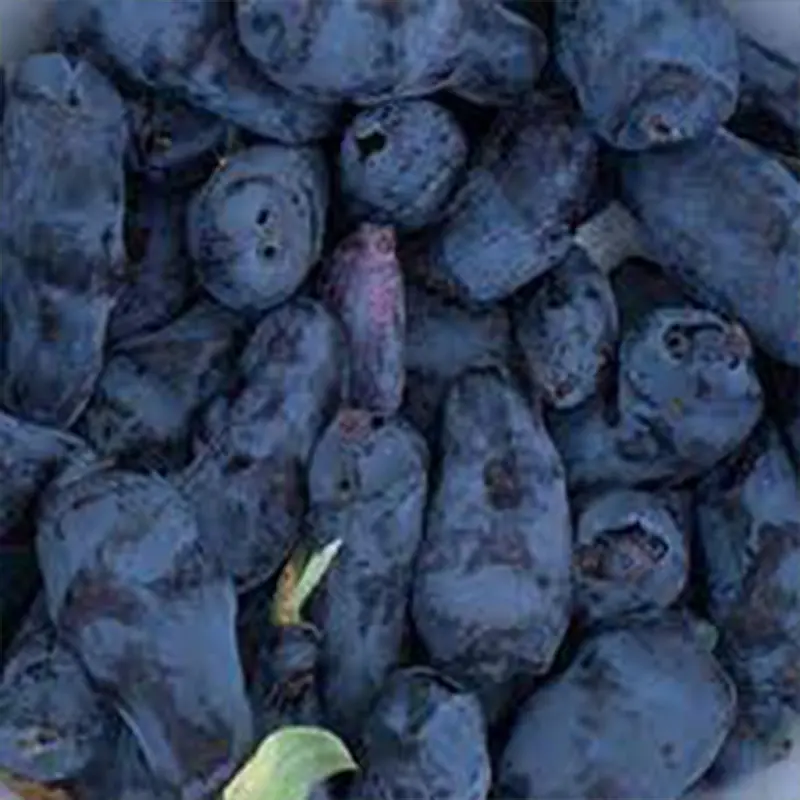 Boreal Beast Honeyberry 3 Boreal Beast Honeyberry
