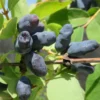 Blue Moose Honeyberry -Plants Store 6155 960x960 1