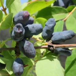 Blue Moose Honeyberry