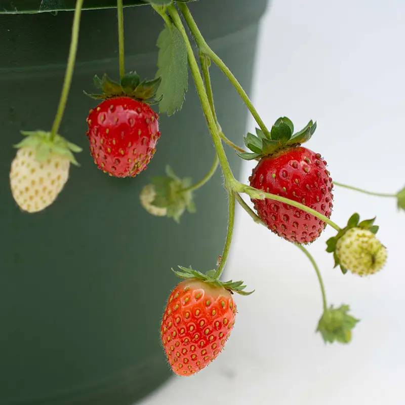Bushel And Berry® Snowy Belle™ Strawberry 5 Bushel And Berry® Snowy Belle™ Strawberry - Image 3