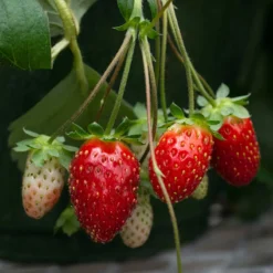 Bushel And Berry® Scarlet Belle™ Strawberry 7 Bushel And Berry® Scarlet Belle™ Strawberry -Plants Store 6184 960x960 1