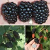 Prime-Ark® Blackberry Plant Collection -Plants Store 6208 960x960 1