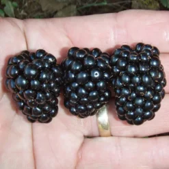 Prime-Ark® Blackberry Plant Collection -Plants Store 6211 960x960 1
