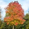 Festival Sweet Gum 1 Festival Sweet Gum -Plants Store 6383 960x960 1