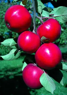 Plants Store -Plants Store 65 960x960 1