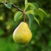 Bartlett Pear