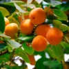 Garretson American Persimmon -Plants Store 6537 960x960 1