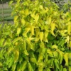 First Editions® Neon Burst™ Dogwood 1 First Editions® Neon Burst™ Dogwood -Plants Store 6562 960x960 1