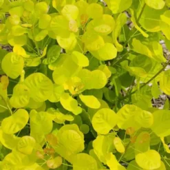 Golden Spirit Smokebush