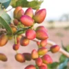 Kerman Pistachio -Plants Store 6598 960x960 1
