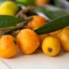 Loquat 1 Loquat -Plants Store 6599 960x960 1