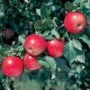 Stark® Crimson Spire® Apple -Plants Store 6631 960x960 1