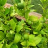 Key Lime -Plants Store 6635 960x960 1