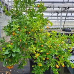 Calamondin Orange 7 Calamondin Orange -Plants Store 6683 960x960 1