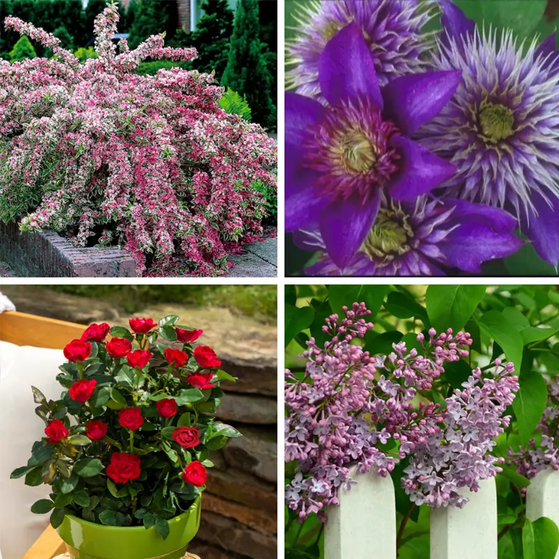 Cottage Garden Flower Assortment 3 Cottage Garden Flower Assortment