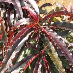 Ruby Ruffle™ Patio Peach -Plants Store 6736 960x960 1