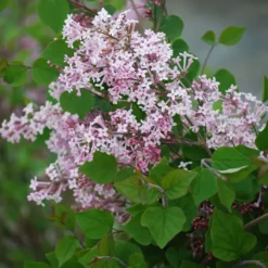 Josee Reblooming Lilac 7 Josee Reblooming Lilac -Plants Store 6933 960x960 1
