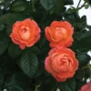 Orange Glow⢠Knock Out® Rose 2 Orange Glow⢠Knock Out® Rose -Plants Store 6957 960x960 1