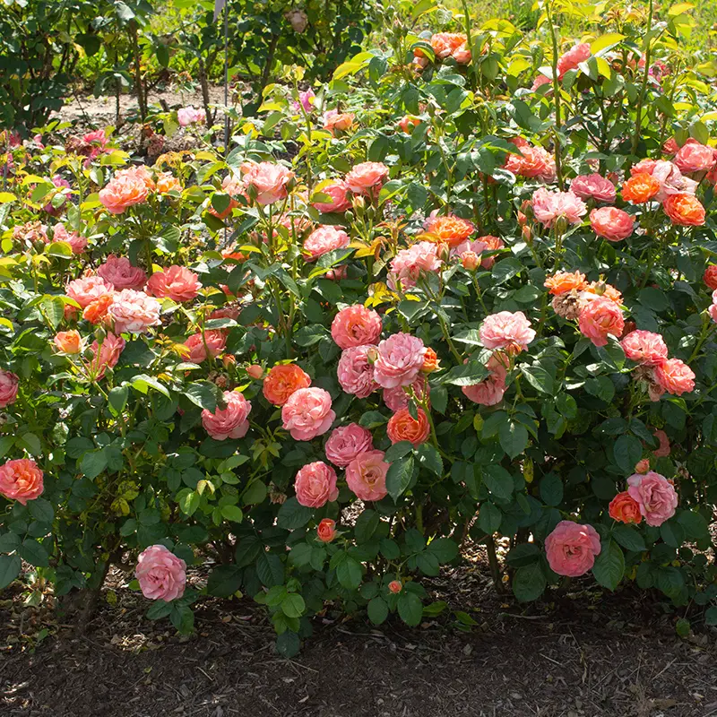 Orange Glow™ Knock Out® Rose 4 Orange Glow™ Knock Out® Rose - Image 2