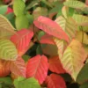 Wisconsin Red™ Musclewood American Hornbeam -Plants Store 6969 960x960 1