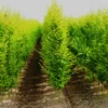 Frans Fontaine European Hornbeam -Plants Store 6972 960x960 1