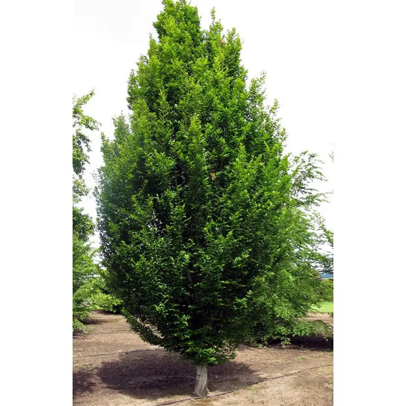 Skylark™ Hornbeam 3 Skylark™ Hornbeam