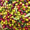 Arbequina Olive -Plants Store 6975 960x960 1