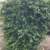 Model Rocket™ Korean Hornbeam 2 Model Rocket™ Korean Hornbeam -Plants Store 6998 960x960 1