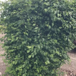 Model Rocket™ Korean Hornbeam