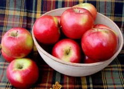 SnowSweet® Apple 5 SnowSweet® Apple -Plants Store 70 960x960 1