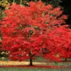 Sun Valley Red Maple