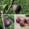 Cold-Hardy Fig Collection -Plants Store 7051 960x960 1