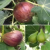 Customer Favorite Fig Tree Collection 2 Customer Favorite Fig Tree Collection -Plants Store 7052 960x960 1