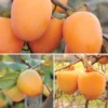 Persimmon Pack Collection -Plants Store 7053 960x960 1