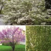 Flowering Landscape Tree Collection -Plants Store 7054 960x960 1