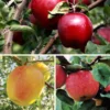 Stark Bro's Apple Combo Collection -Plants Store 7095 960x960 1