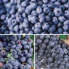 Blueberry Bombshell Collection -Plants Store 7108 960x960 1