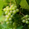 Marquis Seedless Grape -Plants Store 7115 960x960 1