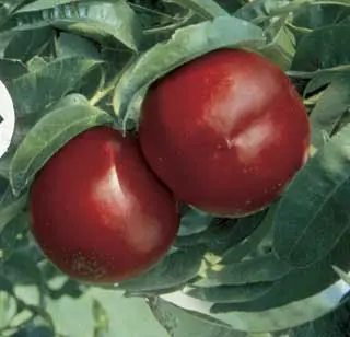 Mericrest Nectarine 4 Mericrest Nectarine - Image 2