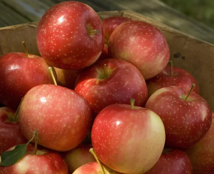 KinderKrisp Apple 3 KinderKrisp Apple