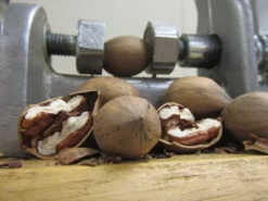 Kanza Pecan -Plants Store 897 960x960 1