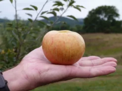 Cox's Orange Pippin Antique Apple 7 Cox's Orange Pippin Antique Apple -Plants Store 931 960x960 1