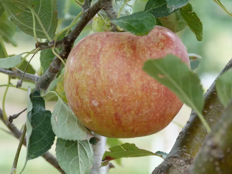 Cox's Orange Pippin Antique Apple 4 Cox's Orange Pippin Antique Apple - Image 2